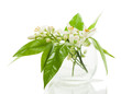 Orange blossom