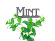 Mint with Garden Marker