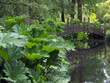 Gunnera