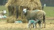 New Born Lamb Suckling Its Mother