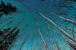 Foto: Green swirls of Northern Lights over boreal forest Green swirls of Northern Lights over boreal forest