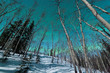 Foto: Green bands of Northern Lights over winter taiga Green bands of Northern Lights over winter taiga