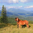 Horses on a summer mountain pasture