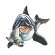 Killer whale