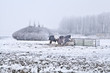 Photo: horses on winter cold pasture horses on winter cold pasture