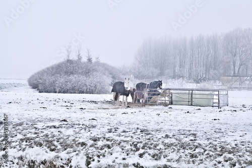 Photo: horses on winter cold pasture horses on winter cold pasture