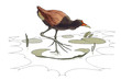 jacana