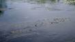 Moving water plants