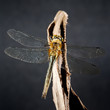 Dragonfly sitting on the stick on black
