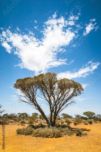 Photo: bush tree Australia bush tree Australia