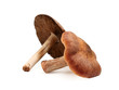 Two brown edible mushroom.