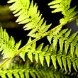 fern close-up in the forest