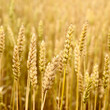 Wheat Field Close-up