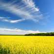 rural landscape. Yellow rapeseed field in Latvia