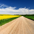 countryside road and yellow rapeseed field