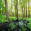 forest swamp scene