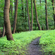 dark forest and a road