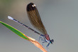 Foto: damselfly resting damselfly resting
