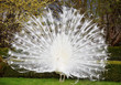 White peacock