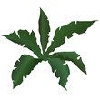 Vektor: Tropical Plant Tropical Plant