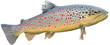 Truite fario 1