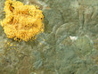 Multicolored mold taken closeup.Background.