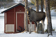 Elch an Hütte Norwegen