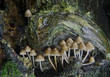 mushrooms