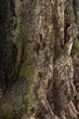 Trunk of an old tree
