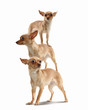 Pyramid of three funny dogs