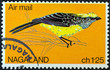 Sultan Tit (Melanochlora sultanea) bird (Nagaland 1969)