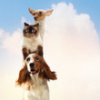 Three home pets