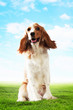 Funny dog portrait