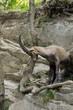 Stambecco, ibex