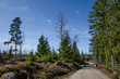 Dirt road in a nordic forest