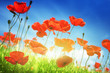 Poppy flowers on field and sunny day