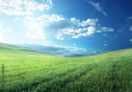 Photo: field of spring grass field of spring grass