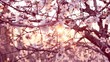 canvas print picture - Bud and Sun