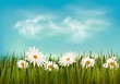 Grass with daisies under blue sky. Retro background. Vector.