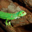 Green tropical lizard in terrarium