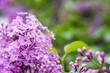 Foto: Flowers in Spring Flowers in Spring