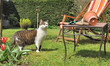 Photo: chat en visite dans le jardin chat en visite dans le jardin