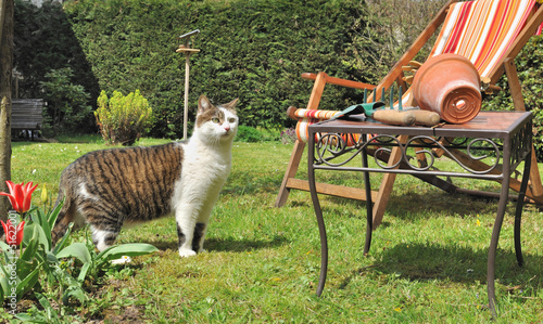 Photo: chat en visite dans le jardin chat en visite dans le jardin