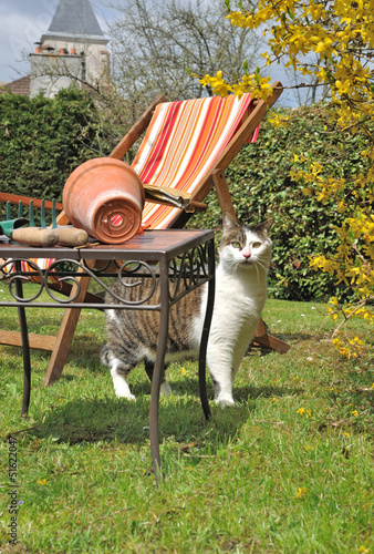 Photo: chat en visite chat en visite
