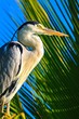 Heron