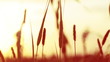 Sunset and grass