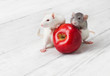 white rats with red apple