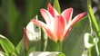 beautiful tulips