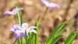 Video: Blumen in einem Garten Blumen in einem Garten