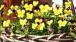 Video: Blumen in einem Garten Blumen in einem Garten